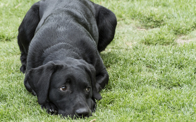 image for September is Animal Pain Awareness Month